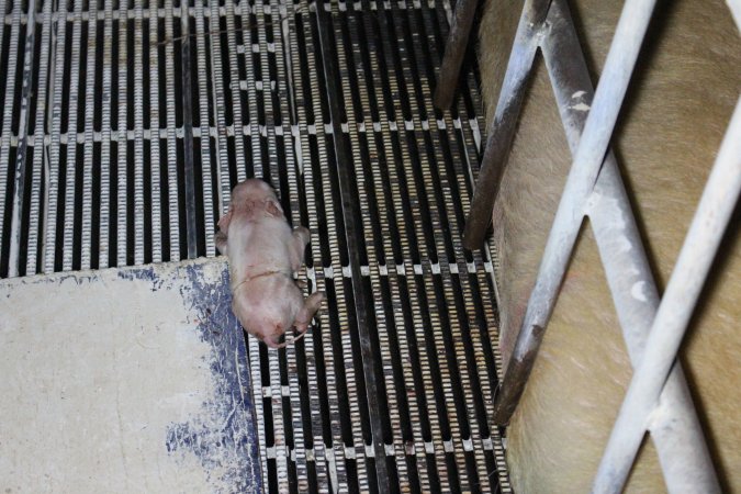 Farrowing crates at Huntly Piggery NSW