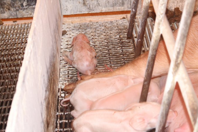 Farrowing crates at St Arnaud Piggery VIC