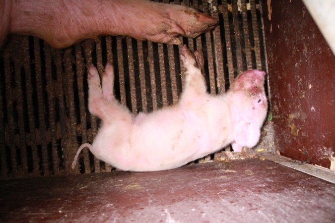 Farrowing crates at Girgarre Piggery VIC