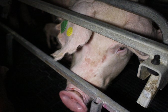 Farrowing crates at Sheaoak Piggery SA