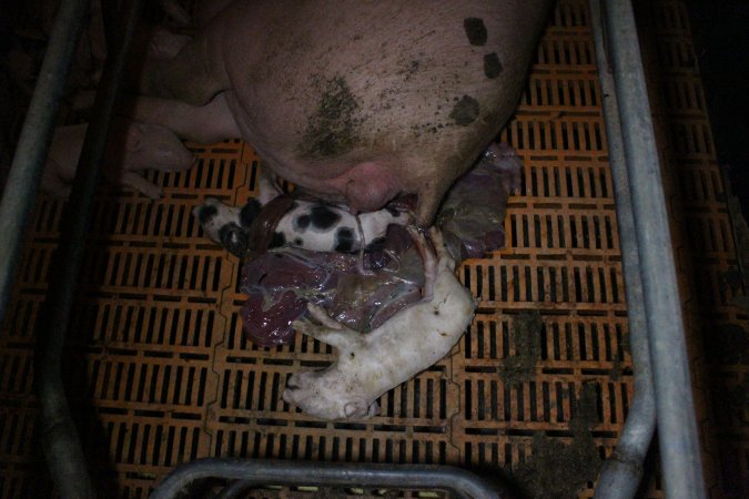 Farrowing crates at Wasleys Piggery SA