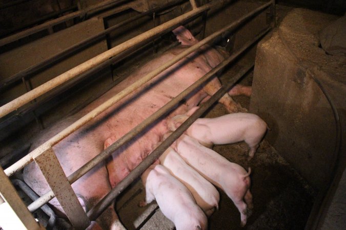 Farrowing crates at Korunye Park Piggery SA