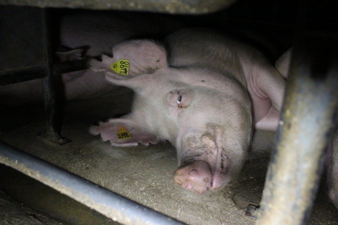 Sow stalls at Deni Piggery NSW