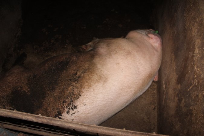 Sow in pen underneath farrowing crate