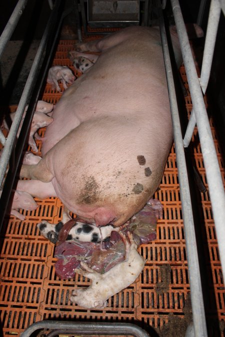 Farrowing crates at Wasleys Piggery SA