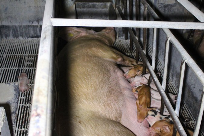 Farrowing crates at Huntly Piggery NSW