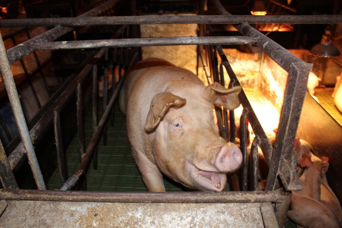 Farrowing crates at Bungowannah Piggery NSW