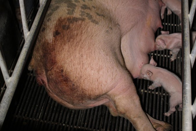 Farrowing crates at Huntly Piggery NSW