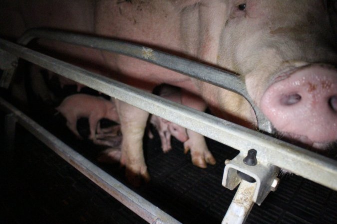 Farrowing crates at Sheaoak Piggery SA