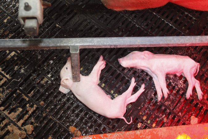 Farrowing crates at Mindarra Piggery WA