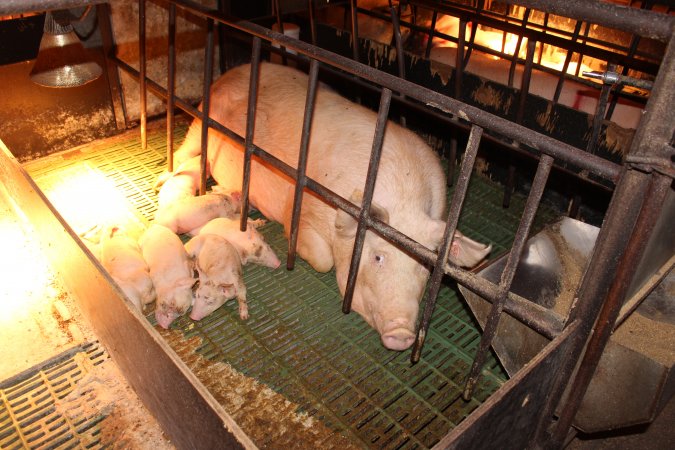 Farrowing crates at Bungowannah Piggery NSW