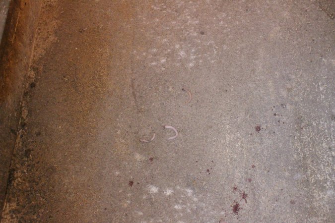 Severed piglet tails on floor