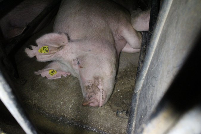 Sow stalls at Deni Piggery NSW