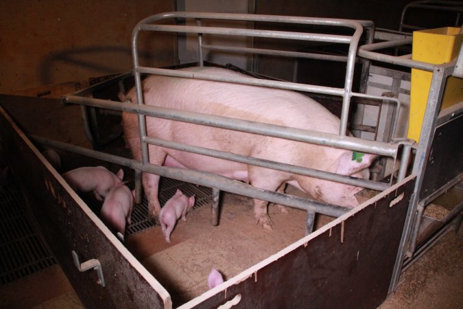 Farrowing crates at Girgarre Piggery VIC