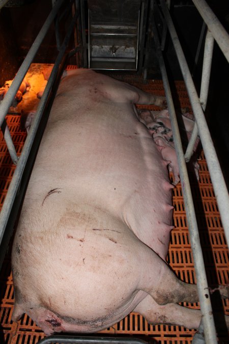 Farrowing crates at Wasleys Piggery SA