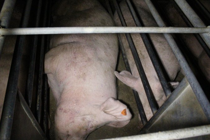 Sow stalls at Deni Piggery NSW