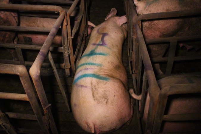 Sow in aisle of sow stall shed