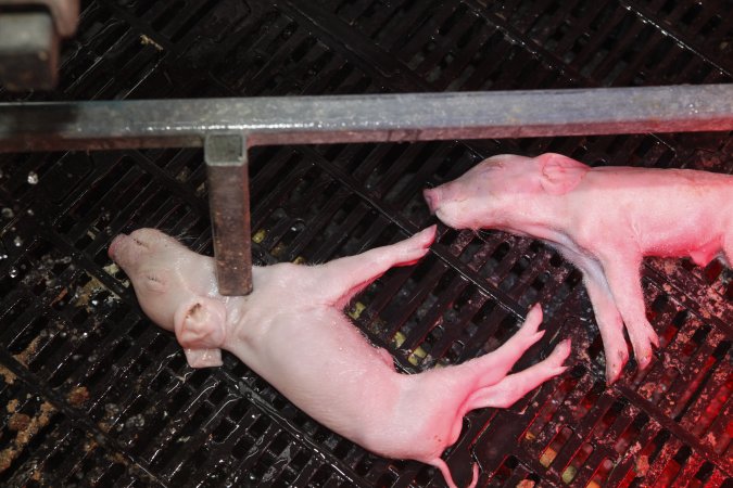 Farrowing crates at Mindarra Piggery WA