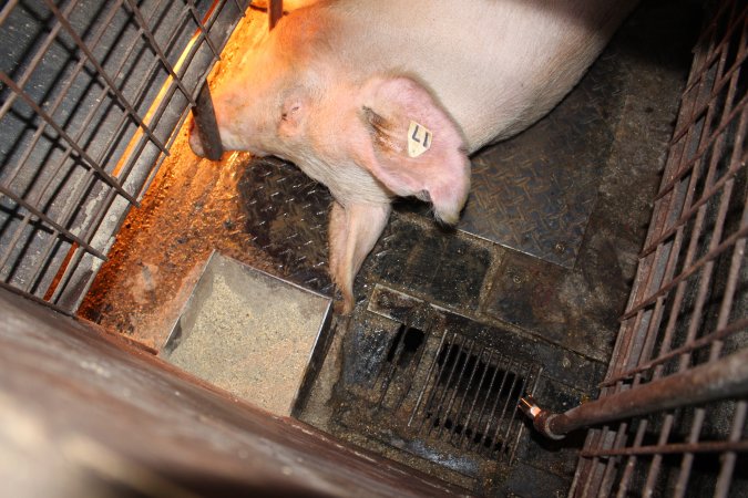 Farrowing crates at Willawa Piggery NSW