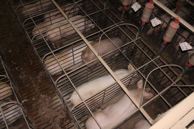 Sow stalls from above