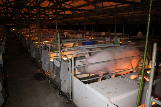 Farrowing crates at Sheaoak Piggery SA