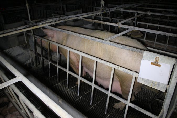 Farrowing crates at Huntly Piggery NSW