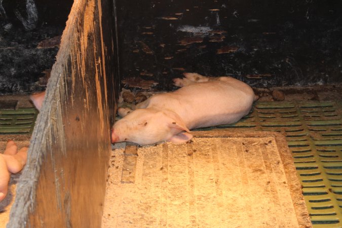 Farrowing crates at Bungowannah Piggery NSW