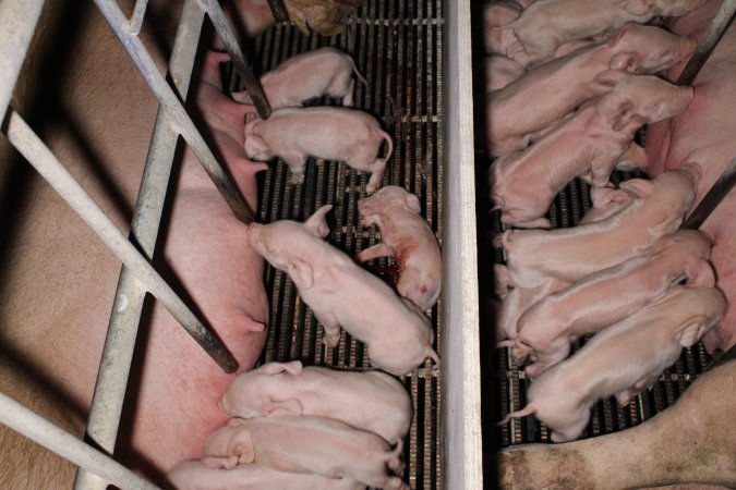 Farrowing crates at Huntly Piggery NSW