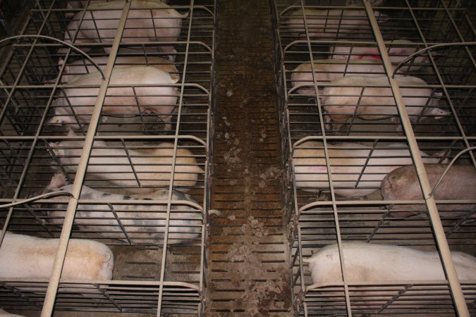 Sow stalls from above