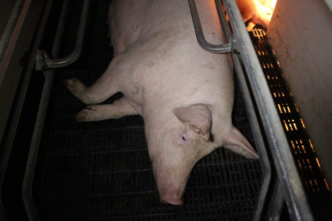 Farrowing crates at Sheaoak Piggery SA