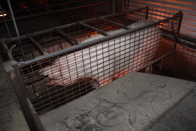 Farrowing crates at Willawa Piggery NSW