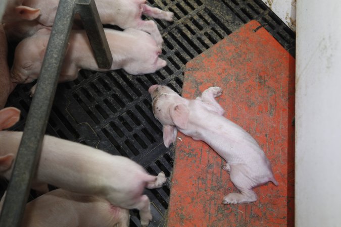 Farrowing crates at Mindarra Piggery WA