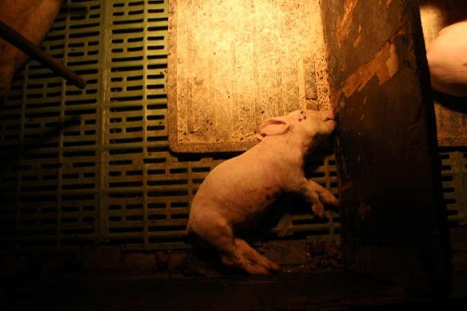 Farrowing crates at Bungowannah Piggery NSW