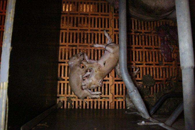 Farrowing crates at Wasleys Piggery SA