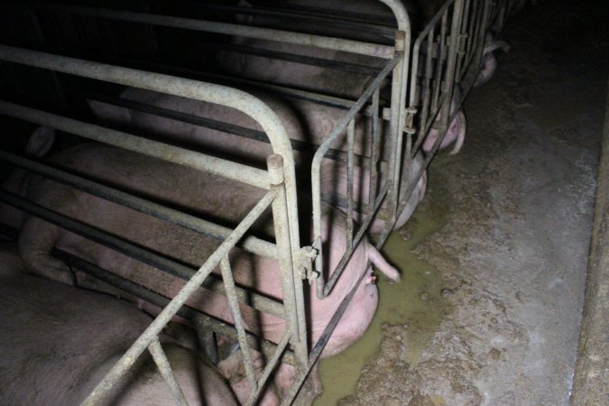 Sows in sow stalls living in thick excrement