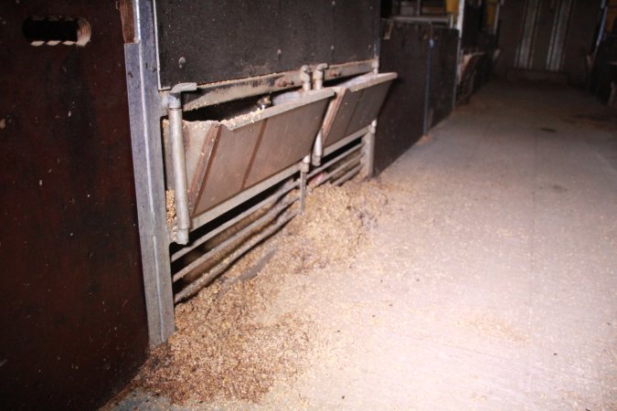 Farrowing crates at Girgarre Piggery VIC