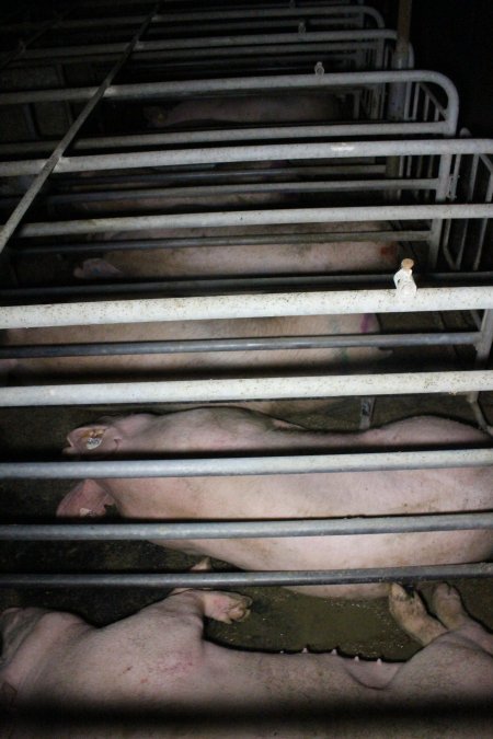 Sows in sow stalls living in thick excrement