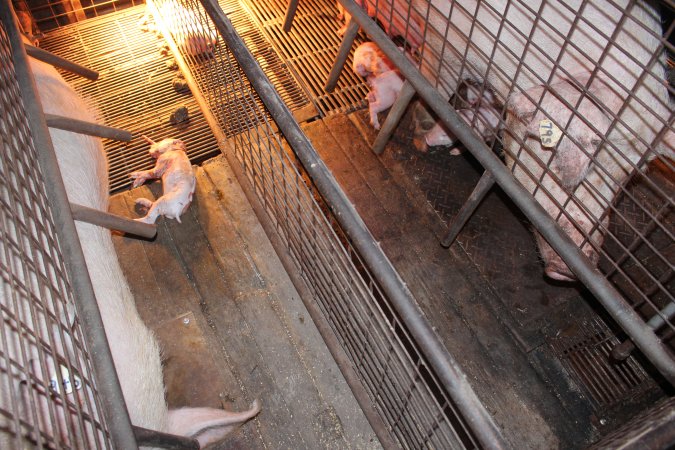 Farrowing crates at Willawa Piggery NSW