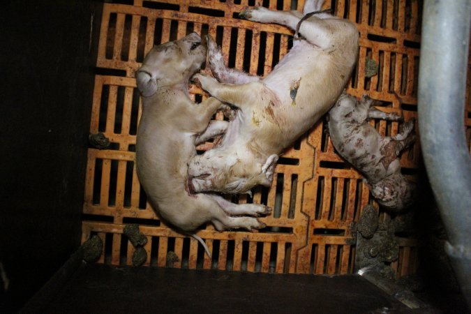 Farrowing crates at Wasleys Piggery SA