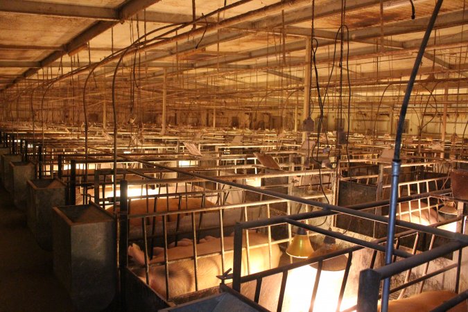 Farrowing crates at St Arnaud Piggery VIC