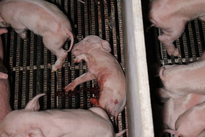 Farrowing crates at Huntly Piggery NSW