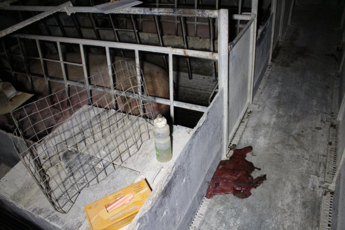 Farrowing crates at Huntly Piggery NSW