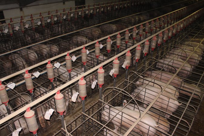 Sow stalls from above