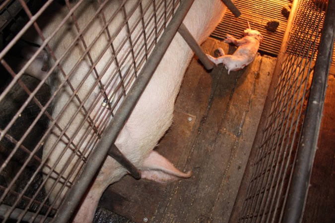 Farrowing crates at Willawa Piggery NSW