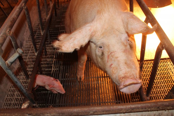 Farrowing crates at St Arnaud Piggery VIC