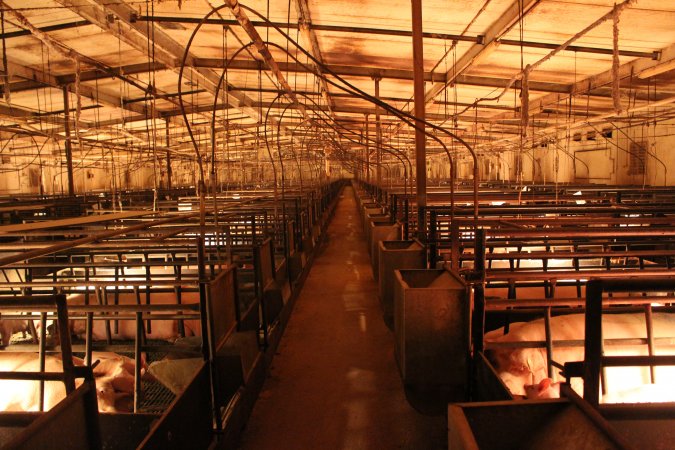 Looking down aisle of farrowing shed