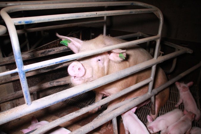 Farrowing crates at Girgarre Piggery VIC