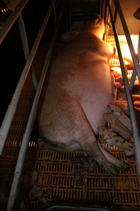 Farrowing crates at Wasleys Piggery SA