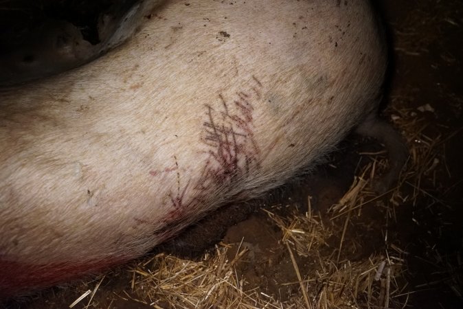 Dead sow outside with cuts and scratches on back