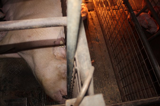 Farrowing crates at Willawa Piggery NSW